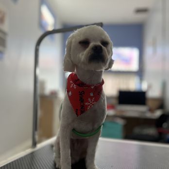 Calis Pet Grooming - Pet Groomers Near Me - Los Angeles, California Calis Pet Grooming - Pet Groomers Near Me - Los Angeles, California