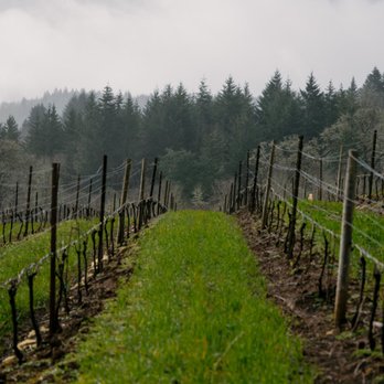 Benton Lane Winery - a vineyard in the fog - Wineries Near Me - Monroe, Oregon Benton Lane Winery - a vineyard in the fog - Wineries Near Me - Monroe, Oregon