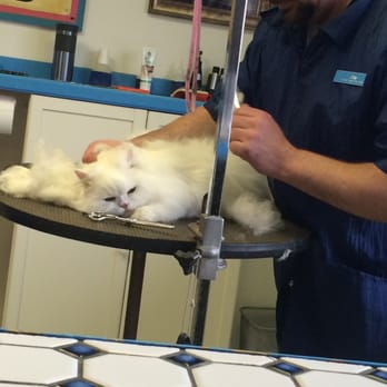 Animal Lovers Pet Salon - Anya, who is clearly not enjoying her dematting. Although she is SO much more comfortable now! (LOOK at all of that fur on left) - Pet Groomers Near Me - Chicago, Illinois