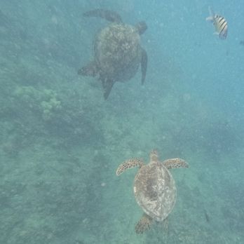 Island Splash Tours - More turtles - Boat Tours Near Me - Honolulu, Hawaii Island Splash Tours - More turtles - Boat Tours Near Me - Honolulu, Hawaii