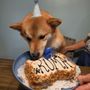 The Barkery