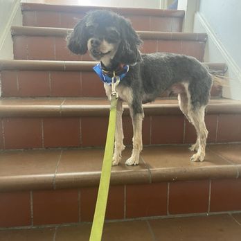 Eagle Mobile Pet Grooming - They absolutely mangled my dog, do not use this service. - Pet Groomers Near Me Eagle Mobile Pet Grooming - They absolutely mangled my dog, do not use this service. - Pet Groomers Near Me