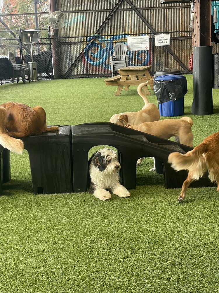 THE PAWMS PET RESORT BIRMINGHAM Updated August 2024 806 1st Ave N