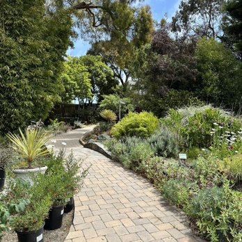 Cambria Nursery and Florist - A variety of plants along a walking path to see the mature version of the plants you can buy. - Nurseries & Gardening Near Me - Cambria, California Cambria Nursery and Florist - A variety of plants along a walking path to see the mature version of the plants you can buy. - Nurseries & Gardening Near Me - Cambria, California