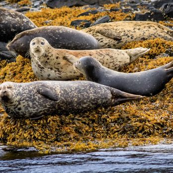 Lighthouse Excursion - Harbor seals hauled out on the rocks. - Boat Tours Near Me Lighthouse Excursion - Harbor seals hauled out on the rocks. - Boat Tours Near Me