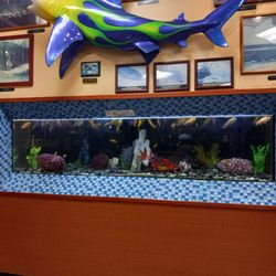 Dec 31st 2023: Aquarium fish at the surface, gasping for air because it looks like they are not getting enough oxygen in the water.