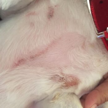 PetSmart - You gotta be blind not to notice this failed attempt in grooming a dog....WTF??? - Pet Stores Near Me - Signal Hill, California PetSmart - You gotta be blind not to notice this failed attempt in grooming a dog....WTF??? - Pet Stores Near Me - Signal Hill, California