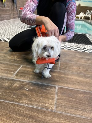 DOGGIEVILLE MTL by null