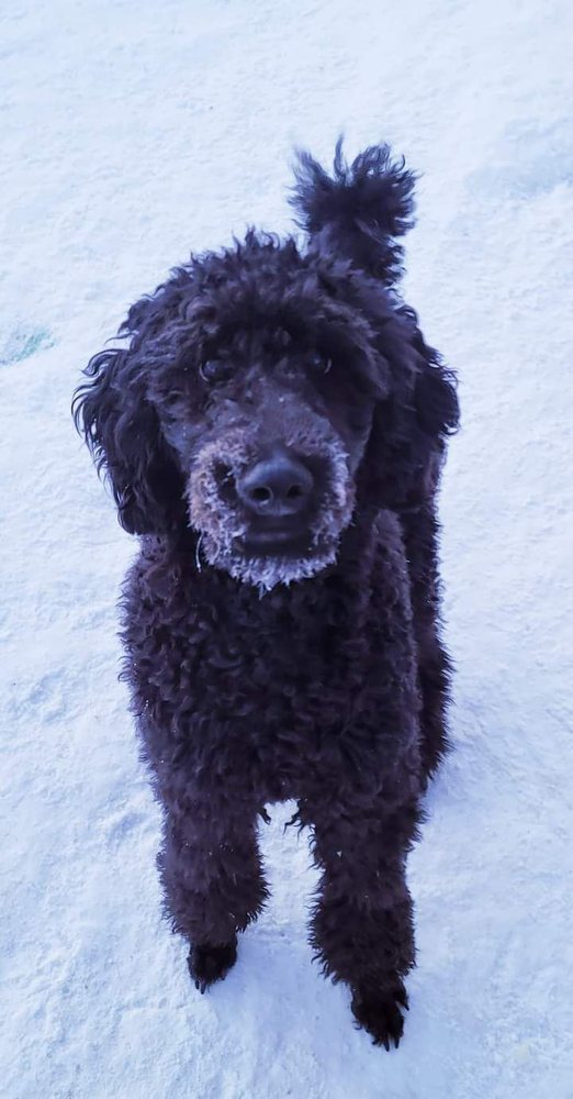 HOLY DOG PET BOARDING Updated September 2024 11 Reviews 1221 Ferberite Ct, Fairbanks