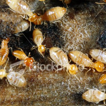 LONESTAR Pest Solutions - Termites - Pest Control Near Me LONESTAR Pest Solutions - Termites - Pest Control Near Me