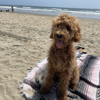 California Goldendoodle - Pet Breeders Near Me California Goldendoodle - Pet Breeders Near Me