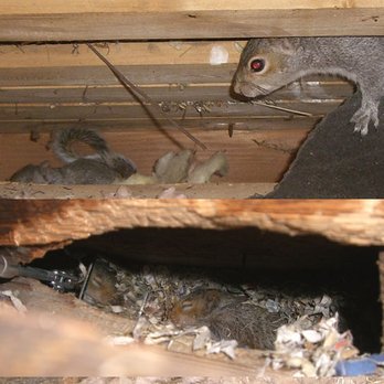 Critter Capture - squirrels nesting in an attic - Wildlife Control Near Me