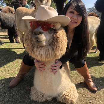 Canzelle Alpacas - i love alpacas! - Farms Near Me - Carpinteria, California Canzelle Alpacas - i love alpacas! - Farms Near Me - Carpinteria, California