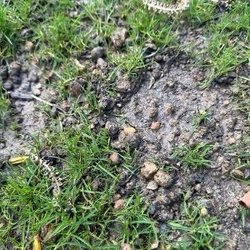 Rush Contracting Company - Stones in lawn 3