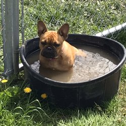 Bo's Best Kennels - Taking a bath