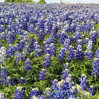 Ennis Bluebonnet Trails - Festivals Near Me - Ennis, Texas Ennis Bluebonnet Trails - Festivals Near Me - Ennis, Texas