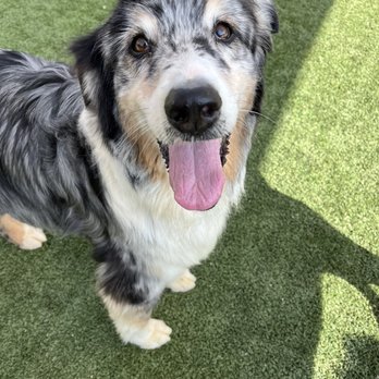 Parkland Pet Resort - Pet Groomers Near Me - Hollister, California