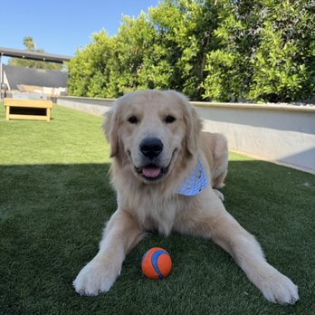 Awesome Mannered Canines - Bubba - Pet Training Near Me Awesome Mannered Canines - Bubba - Pet Training Near Me