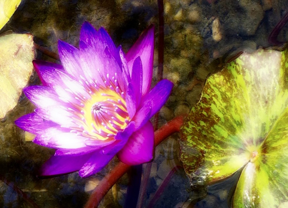 Ananda Transformations Life Coaching Logo