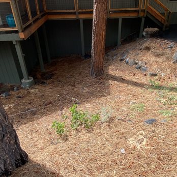 Willow Defensible Space - Tree Services Near Me - Truckee, California Willow Defensible Space - Tree Services Near Me - Truckee, California
