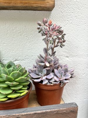 Succulent Coffee by null