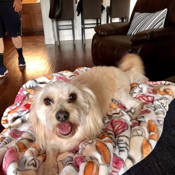 Pampered Pooch Pet Grooming - Pet Groomers Near Me - Fontana, California Pampered Pooch Pet Grooming - Pet Groomers Near Me - Fontana, California