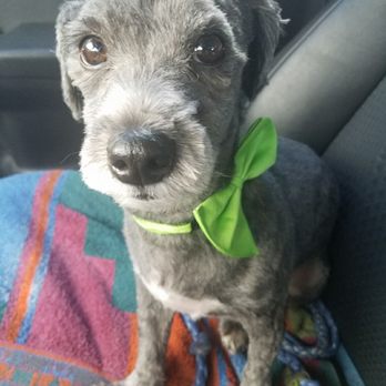 Pooch Pawlor Spa - Our maltipoo pissed off that he got a summer cut. - Pet Groomers Near Me - Glendale, California Pooch Pawlor Spa - Our maltipoo pissed off that he got a summer cut. - Pet Groomers Near Me - Glendale, California