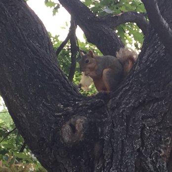 Washington Park - Squirrel eating - Parks Near Me - Denver, Colorado Washington Park - Squirrel eating - Parks Near Me - Denver, Colorado