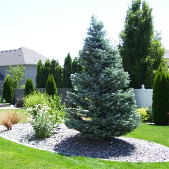 Artistic Treeworks - Evergreen and small plants after pruning - Tree Services Near Me - Richland, Washington