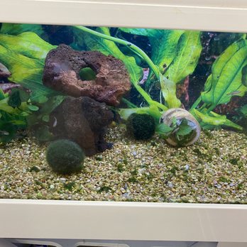 Petco - Filthy fish tank - Pet Training Near Me - Sioux Falls, South Dakota Petco - Filthy fish tank - Pet Training Near Me - Sioux Falls, South Dakota