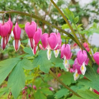 Seattle Center - Bleeding heart plant, Lamprocapnos spectabilis - Amusement Parks Near Me - Seattle, Washington