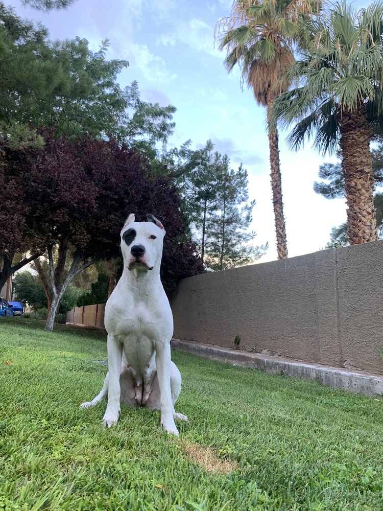 PICO RIVERA ANIMAL HOSPITAL 157 Photos & 343 Reviews 9221 Slauson