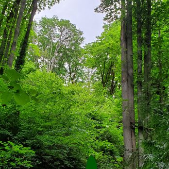 Leschi Park - Tree filled walking paths. Love! - Parks Near Me - Seattle, Washington Leschi Park - Tree filled walking paths. Love! - Parks Near Me - Seattle, Washington