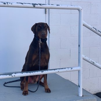 Off Leash K9 Training  - Rex - Pet Training Near Me - Murrieta, California