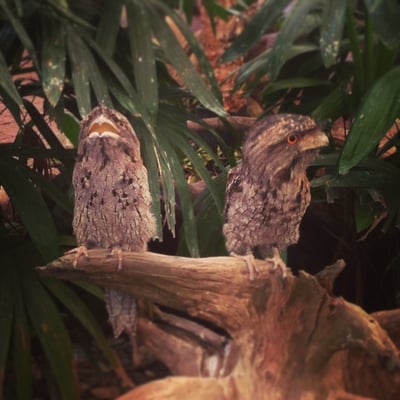 Wildlife Habitat by null