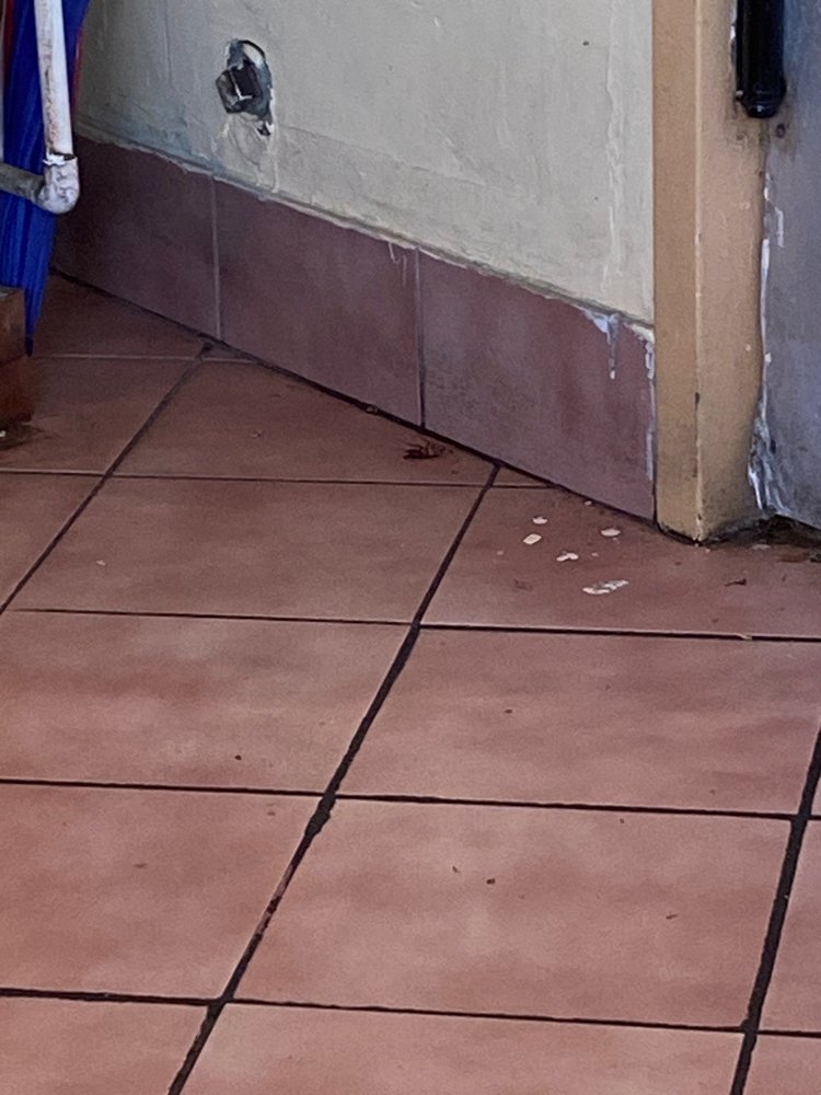 CANTON ROSE - Updated May 2025 - 37 Photos & 71 Reviews - 4038 Ludlam ...