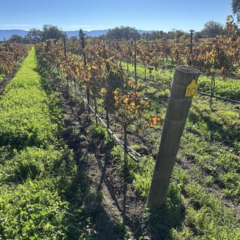 Roblar Winery - Wineries Near Me - Santa Ynez, California Roblar Winery - Wineries Near Me - Santa Ynez, California