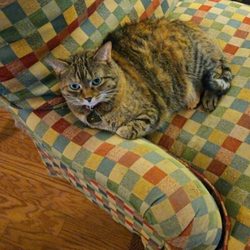 Young-Williams Animal Center - Gabby 5 year old cat lost in West Knoxville, Sevenoaks West