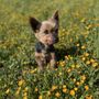 Photo of Shear Canine