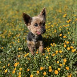 Shear Canine - Peanut