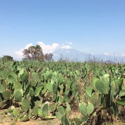 Cerro el Zapotecas - Nopales Nopales