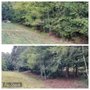 Photo of Limbwalkers Tree Service
