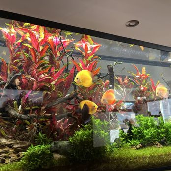 Lotus Aquarium - After he fixed the algae bloom - Aquarium Services Near Me - Lawndale, California Lotus Aquarium - After he fixed the algae bloom - Aquarium Services Near Me - Lawndale, California