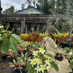 Laurel's Oaks Plants & Tree Farm