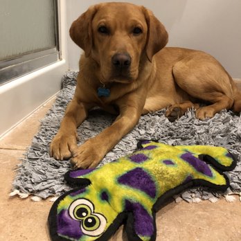 Custom K-9 Service Dogs - Rocket Dogg practicing leave it. - Pet Training Near Me Custom K-9 Service Dogs - Rocket Dogg practicing leave it. - Pet Training Near Me
