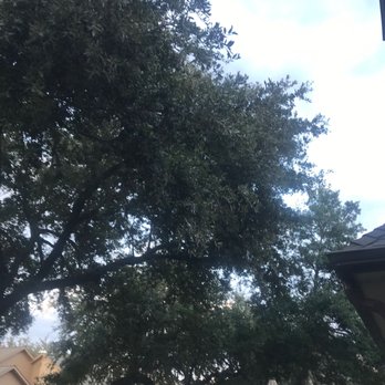 Hernandez Tree Experts - Before - Tree Services Near Me Hernandez Tree Experts - Before - Tree Services Near Me