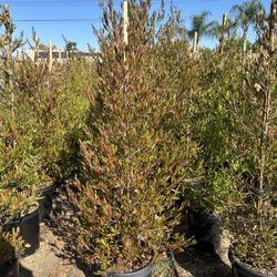 DMK Nursery - 15 gallon Purple Hopseed privacy hedge