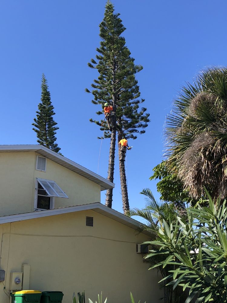 REDWINE’S TREE SERVICE 43 Photos 535 Key Largo Dr S, Titusville
