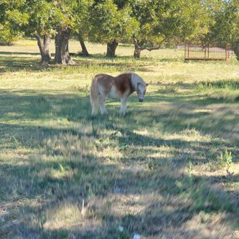 Reeves family farm - Grocery Near Me - Princeton, Texas Reeves family farm - Grocery Near Me - Princeton, Texas