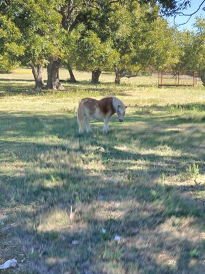 Reeves Family Farm Store by null
